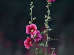 -光明小镇欢乐田园