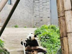 -都江堰中华大熊猫苑