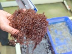 -南蚝小贝海鲜特色餐厅(南澳岛店)