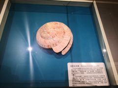 -青岛贝壳博物馆