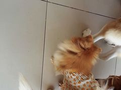 -怪兽屋·羊驼·猫咖·狗咖(俊华广场店)