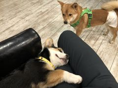 -百好乐宠物友好餐厅(朝外大街店)