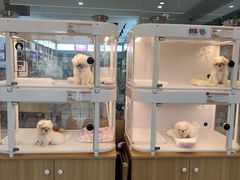 -翊宠yipet猫狗购宠庄园犬舍•猫舍