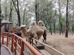 -北京野生动物园