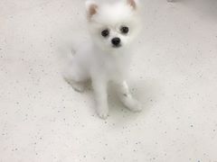 -全心全意连锁动物医院(加州店)