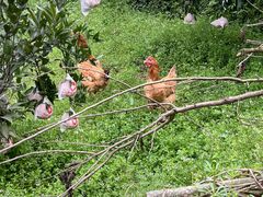 -樱桃山旅游景区