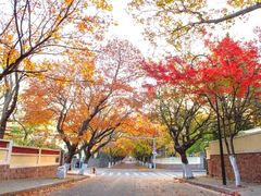 -八大关景区