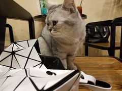 -猫友咖啡店(玉林西路店)