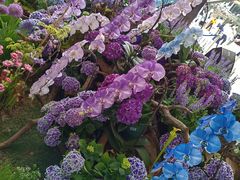 -深圳仙湖植物园
