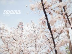 -顾村公园