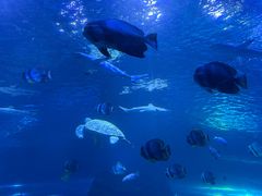 -太平洋海底世界