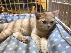 -藏猫猫咖啡主题馆(中央大道店)