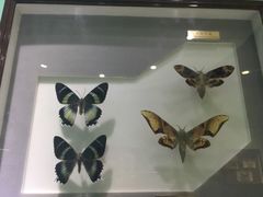 -上海昆虫博物馆