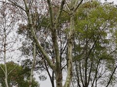 -昆山城市生态森林公园