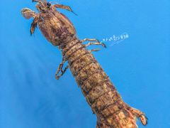 皮皮虾-老虎滩大连海鲜烧烤(建邺云锦路总店)