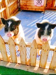 -萌宠亲子动物乐园(槐房万达店)