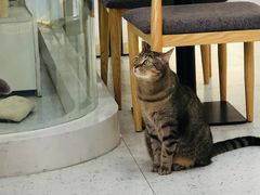 -喵园·猫主题咖啡厅·撸猫·猫咖(国贸店)