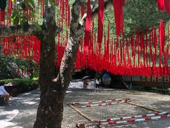 -西双版纳原始森林公园