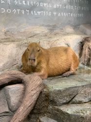 -Zoolung Zoolung动物主题公园(海信广场店)