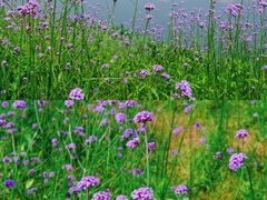 -洋湖国家湿地公园