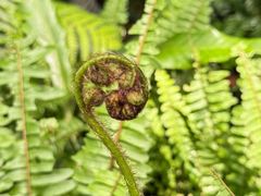 -国家植物园南园