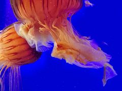 -上海海洋水族馆