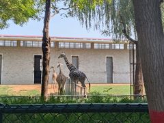 -石家庄市动物园