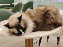 -安格丽娜·狗咖·猫咖羊驼咖(春熙路百盛商场店)