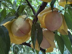 -老袁家蜜桃农场·阳山水蜜桃