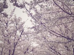 -香雪海