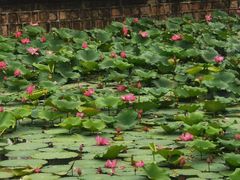 -上海鲜花港