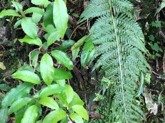 -怀托摩萤火虫洞