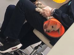 -喜多萌中农锦绣动物医院24H·猫科·牙科MRI·CT