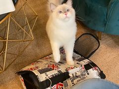 -猫大福·Fortune Cat猫舍(百子湾店)