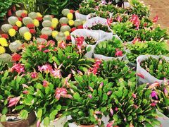 -三圣花乡旅游区