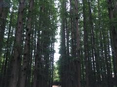 -日照海滨国家森林公园
