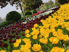 -上海鲜花港