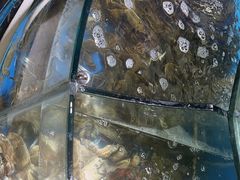 -四海蒸鲜蒸汽海鲜自助(北戴河店)
