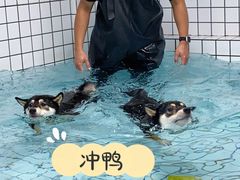 -柚子宠物(伊珊娜调理店)