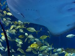 -太平洋海底世界