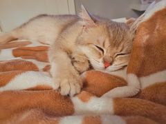 -东方名猫馆·英短金渐层布偶猫舍(环线广场1号楼店)