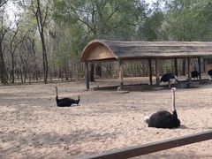 -秦皇岛野生动物园