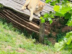 -西霞口神雕山野生动物世界