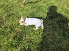 -爪吧宠物乐园 (温榆河示范区店)