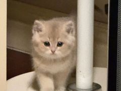 -lincat·猫舍(广州店)