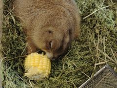 -有猫主题·治愈系猫咖(曾厝垵店)