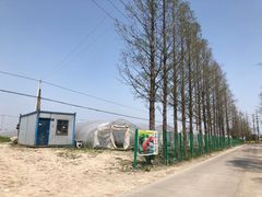 -喜杨洋草莓采摘园