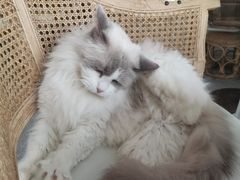 -共舞时光猫咖·狗咖(新街口店)