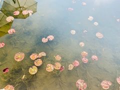 -白鹭湾湿地公园