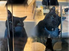 -猫咪派对(江南西店)